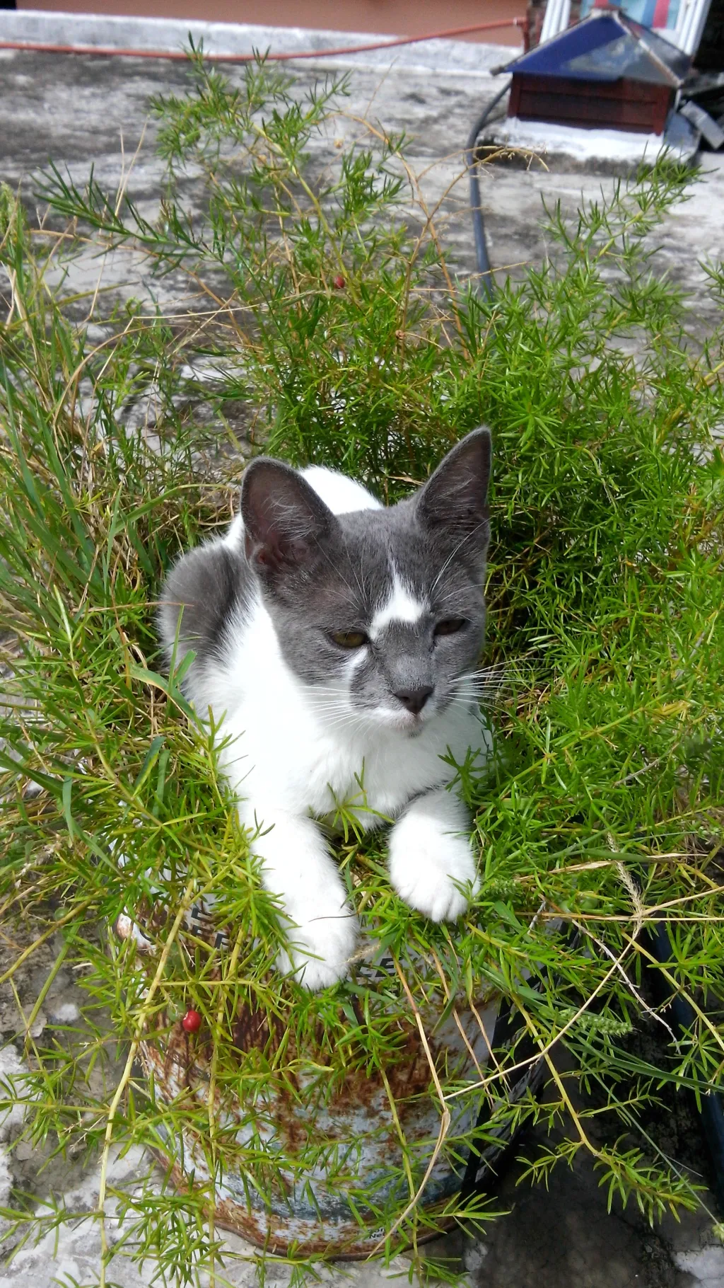 ai character: escuela de chicas background