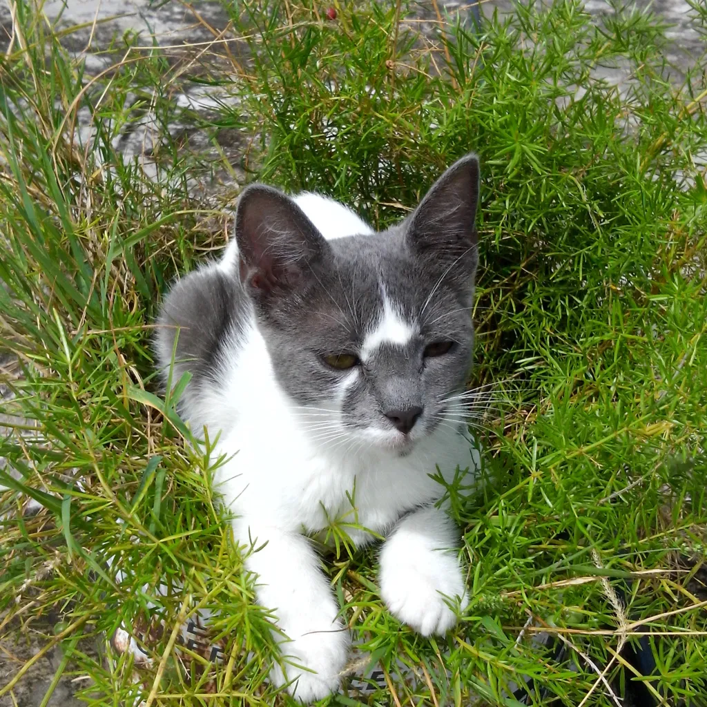 chat with ai character: escuela de chicas