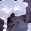 chat with ai character: -fpe floral au✤-★