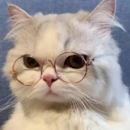 creator 💮kimury💮's avatar