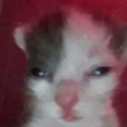 chat with ai character: MHA <3 