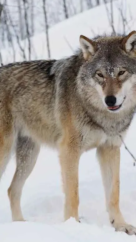 ai character: werewolf infection background