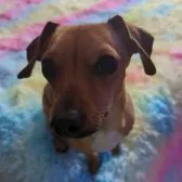 creator Mr.Draggoo's avatar