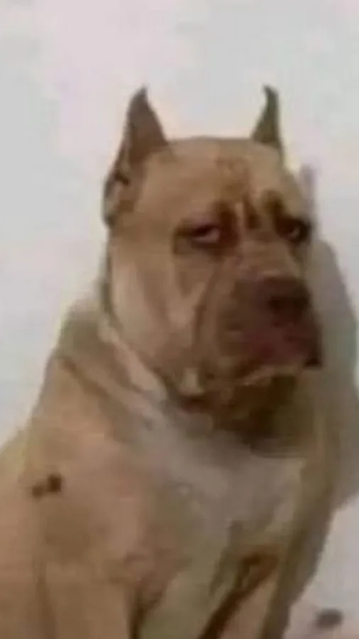 ai character: omar calzoski background