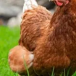 chat with ai character: Pollo🐔🐓