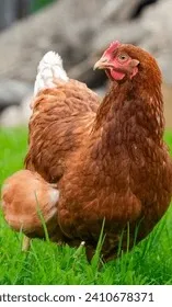 ai character: Pollo🐔🐓 background