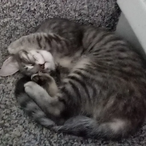 creator Mimigoodwin_girl's avatar