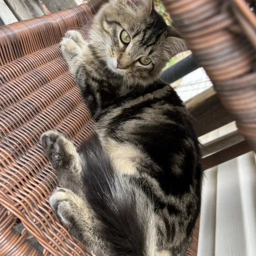 creator Sadie Ibanez's avatar