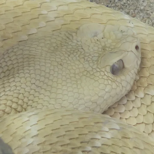 creator Dragonscales's avatar