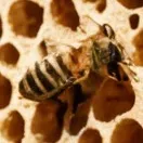 chat with ai character: bee