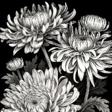 creator HeheitsDestiny's avatar