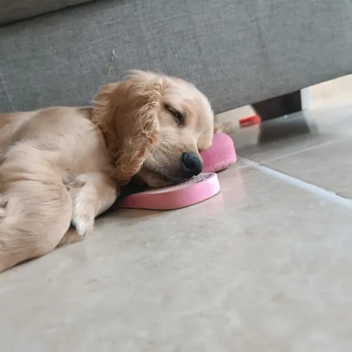 creator liam👁️👄👁️lihibohho's avatar