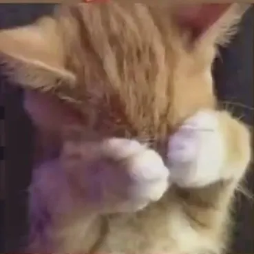 creator ☆K!ttyYA☆'s avatar