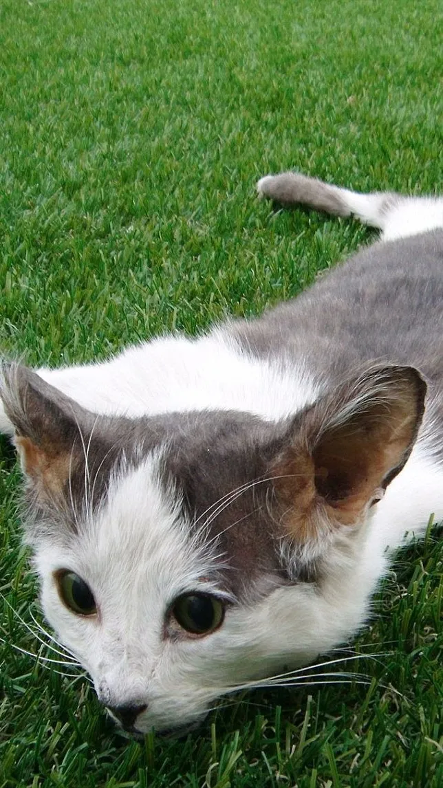 ai character: Cats background