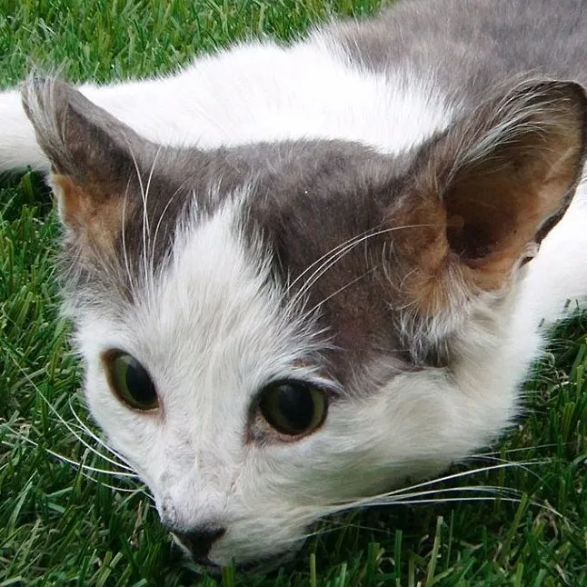 chat with ai character: Cats