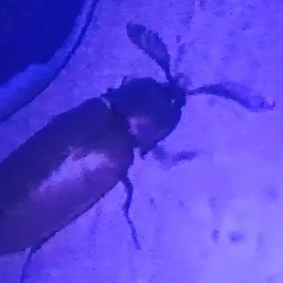 chat with ai character: roach