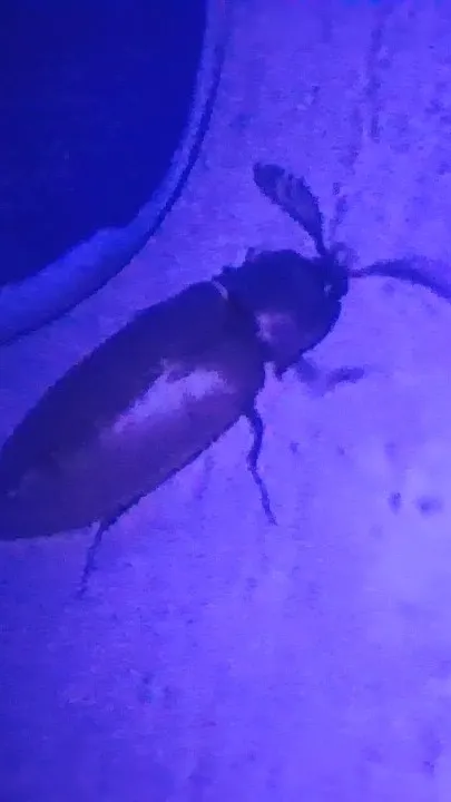 ai character: roach background