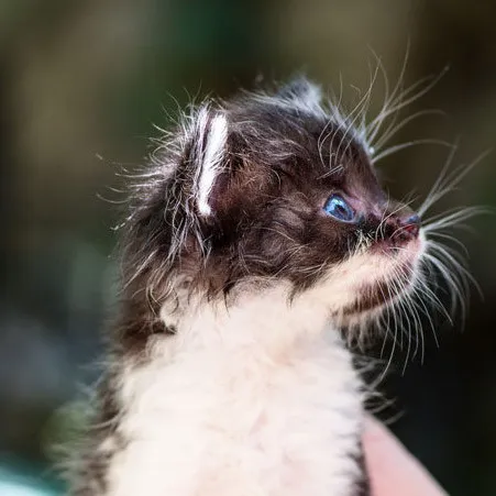 chat with ai character: Eclipse