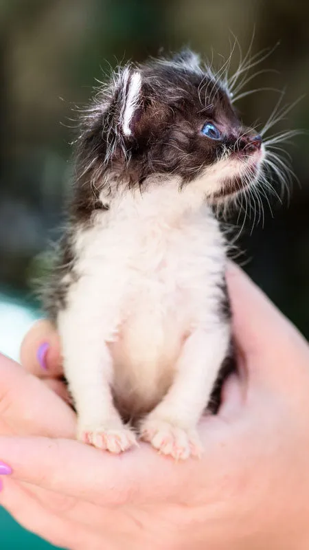 ai character: Eclipse background