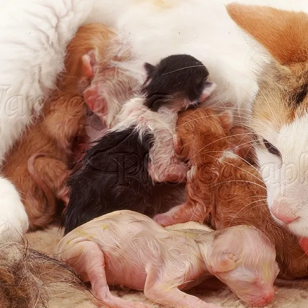 chat with ai character: Willow