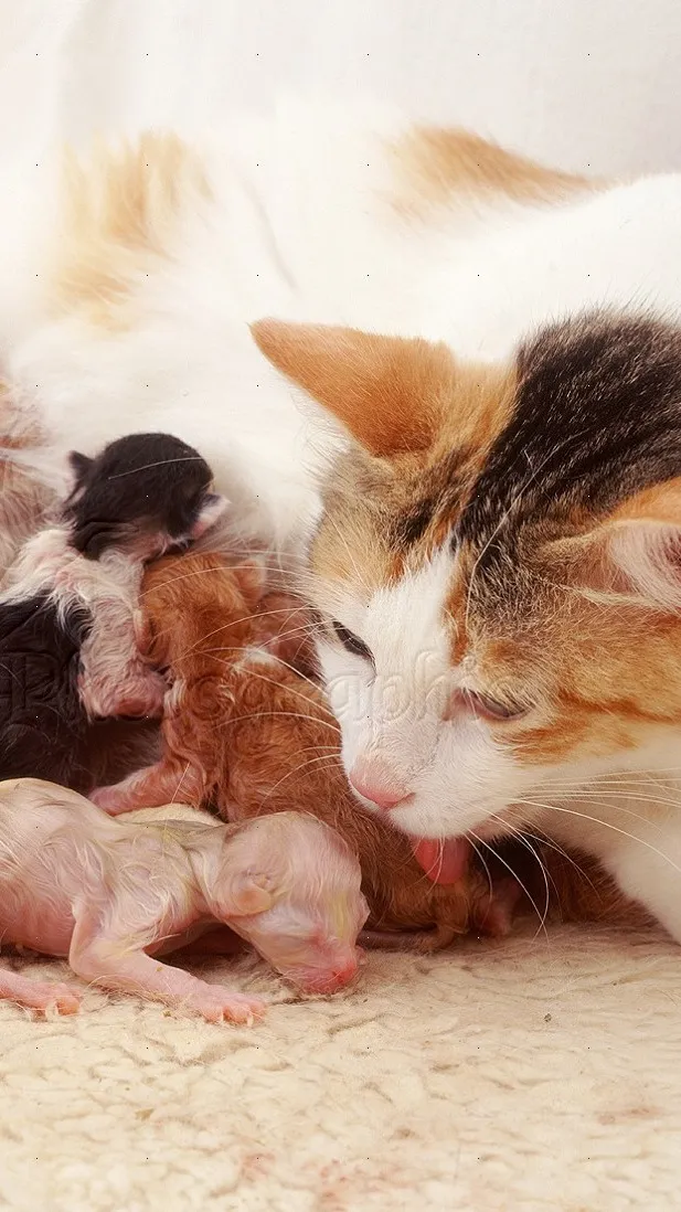 ai character: Willow background