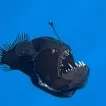 chat with ai character: angler fish <3 