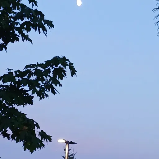 creator Mary Schleer's avatar