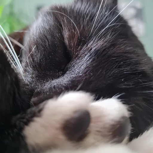 creator kekepotter's avatar