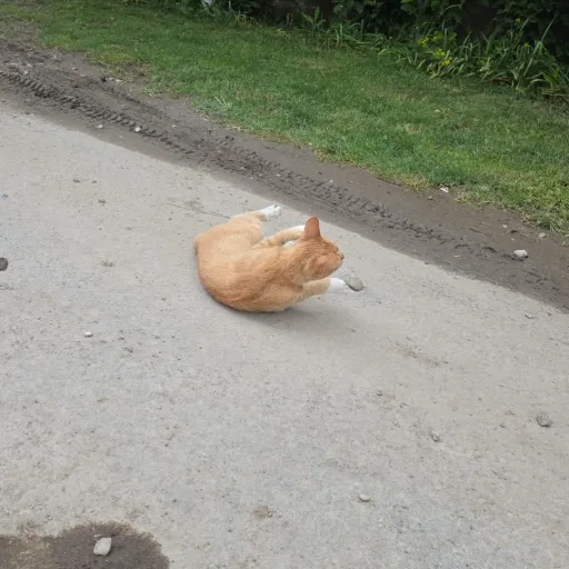 creator Somone_randoMe:)'s avatar