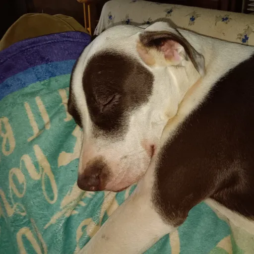 creator FunnyLemons's avatar