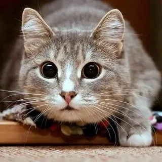 creator Я...КОТ's avatar