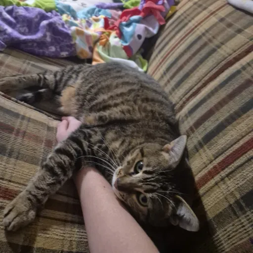 creator KATSUKSATLIFE's avatar