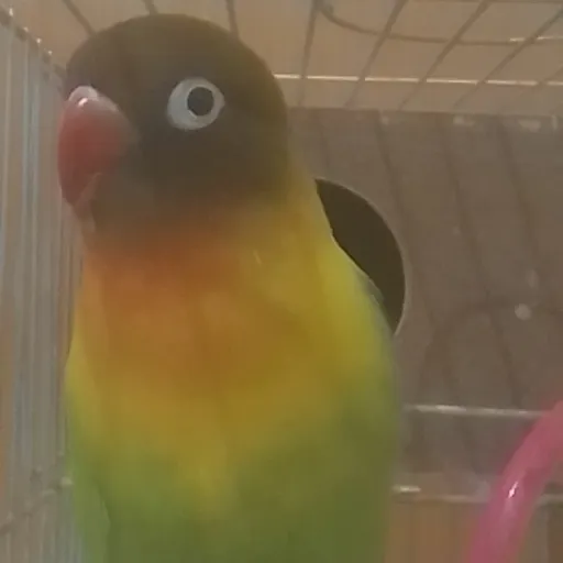 creator Davi Barbosa Morei's avatar