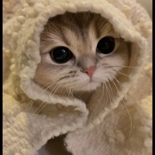 creator Sanji:Fan☝🏻's avatar