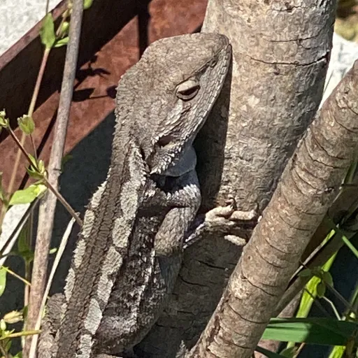 creator •I like Lizards•'s avatar