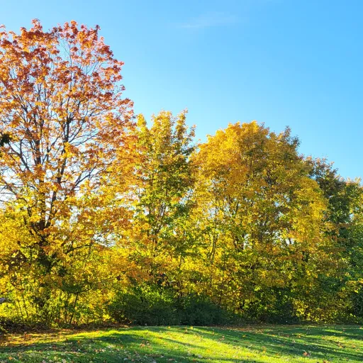 creator happy talkie🎄's avatar