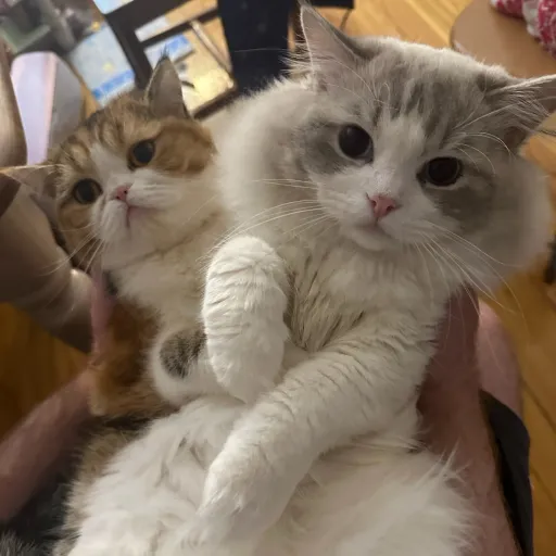 creator JustALittlePebble's avatar