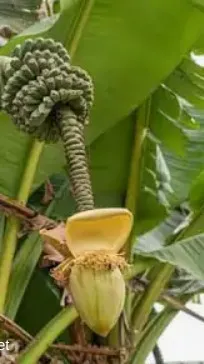 ai character: musa background