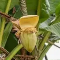 chat with ai character: musa