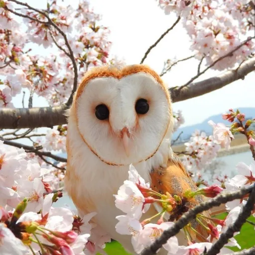 creator ☆🦉💫~Lechuza~💫🦉☆'s avatar