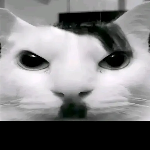 creator Orangebot389's avatar