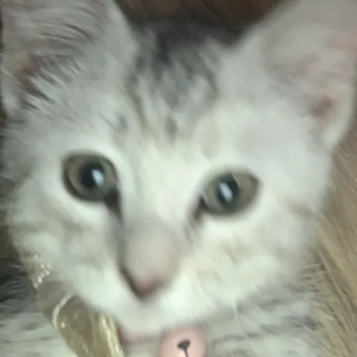 creator Alicia123456's avatar