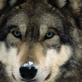 chat with ai character: emaly