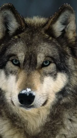 ai character: emaly background