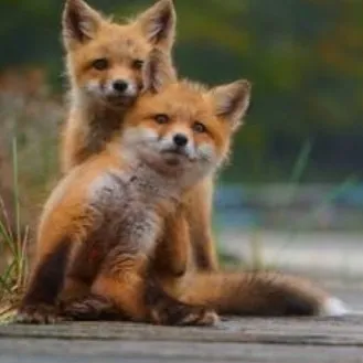 creator a messed up girl's avatar