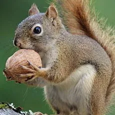 chat with ai character: Baby (squirrel)