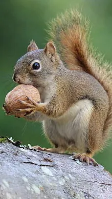 ai character: Baby (squirrel) background