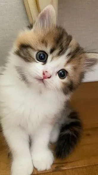 ai character: Daisy (a cat) background