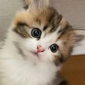 chat with ai character: Daisy (a cat)