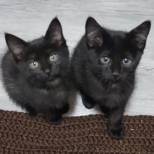 creator The Gooby Goober's avatar